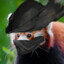 Red Panda, paleblood hunter