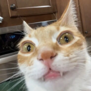 ЛЕХА 0 ОШИБОК