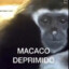 Macaco deprimido