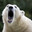 PolarBearMatti