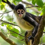 Sniper Monkey