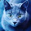 Blue-cat