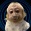raposo nao pegue