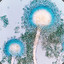 aspergillus flavus