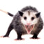 Possum