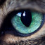 Cat_Eye