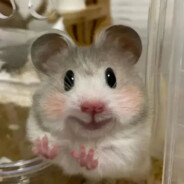 快点快点再快点