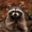 Evil Raccoon