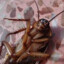 cockroach