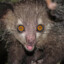 An Aye-Aye