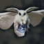 CleanOwl21!