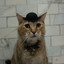 Fancy Fellow