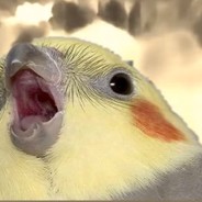 The Leader of the Birb