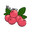 Mr. Cranberry