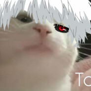 1000-7 кот дед инсай