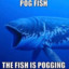 P0g Fish