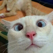 爱吃兔子的胡萝卜