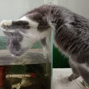 怒搓猫猫头 avatar