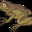 Toad NC