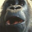 Grodd