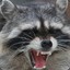 raccoon-boy