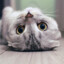 Meow