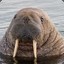 a walrus