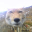 canela