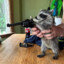 Strappedracoon124
