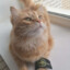 котик