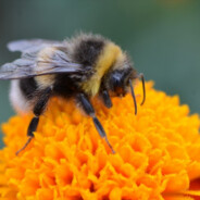 Bombus