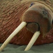 walrus