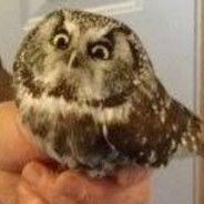 A Very British Owl