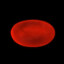 Erythrocyte