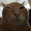 nokocu's avatar