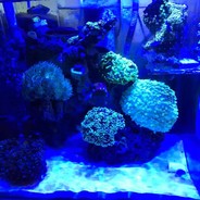 我和我的三个狗儿子