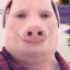 pigmanhaha