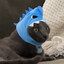 cat in hat