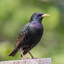 European Starling