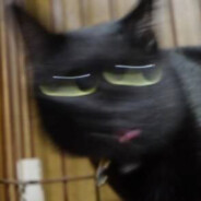 哈沃克你在哪里