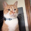 mr spanky