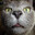 Nisse