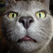 Nisse