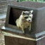 Trash Panda 🦝