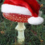 festive fungi facts