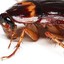 Kevin F. Cockroach