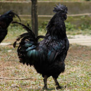 买乌鸡加我（吴继阁）