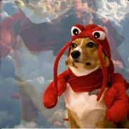 lobstersteve