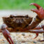 CrimptCrab