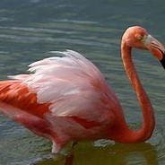 Flamingo